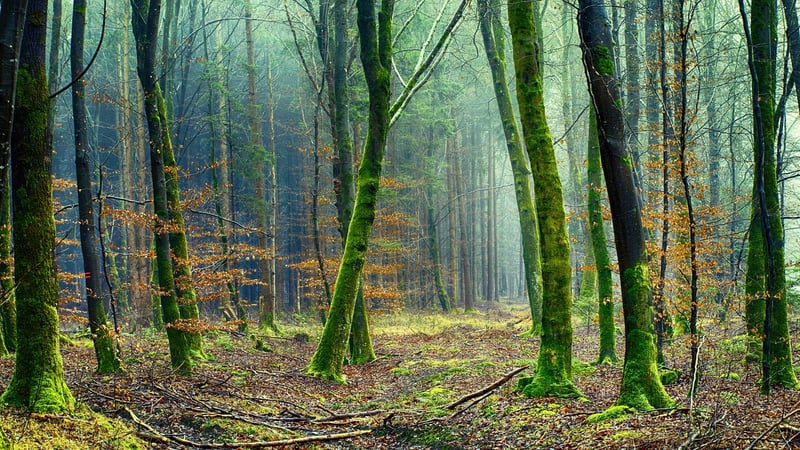 Enchanted Forest